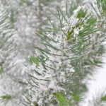 Pinus Pinea Nevado en Maceta detalle Ramas