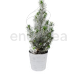 Pinus Pinea Nevado en Maceta Blanca Navidad