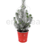 Pinus Pinea Nevado en Maceta Roja Navidad