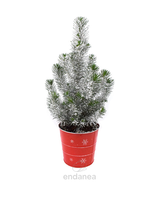 pinus-pinea-nevado-pino-piñero-nevado-maceta-roja