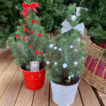 Pinus Pinea en Maceta Roja y Blanca Navidad