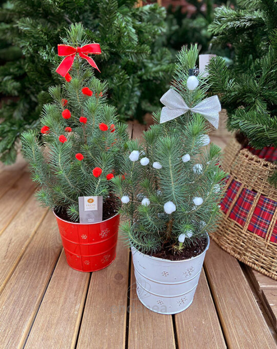 pinus-pinea-pino-piñero-decoracion-navidad