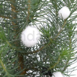 Pinus Pinea en Maceta Blanca Bolas Navidad