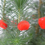 Pinus Pinea en Maceta Roja Bolas Navidad