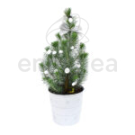 Pinus Pinea en Maceta Blanca Navidad