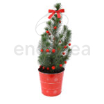 Pinus Pinea en Maceta Roja Navidad