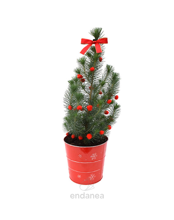 Pinus Pinea en Maceta Roja Navidad