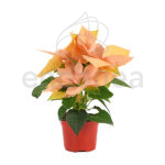 Poinsettia Salmón Maceta 10,5 cm Ø