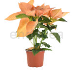 Poinsettia Salmón Maceta 14 cm Ø