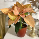 Poinsettia Salmón Maceta Decoración de Navidad