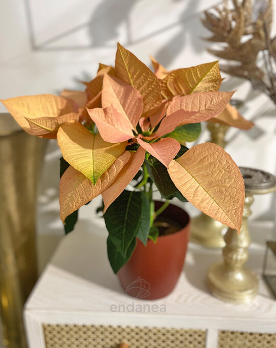 poinsettia-salmon-en-maceta-flor-de-pascua-decoracion-navidad