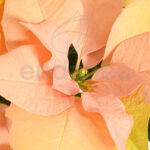 Poinsettia Salmón Maceta Hojas