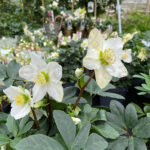 Helleborus (Eléboro) Planta de Exterior Otoño-Invierno