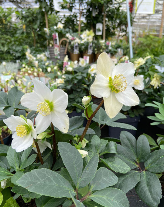 helleborus-eleboro-rosa-de-navidad-otono-invierno
