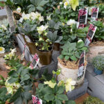 Helleborus (Eléboro) Planta de Exterior Otoño-Invierno