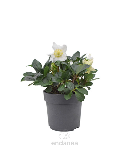 helleborus-eleboro-rosa-de-navidad-planta-exterior