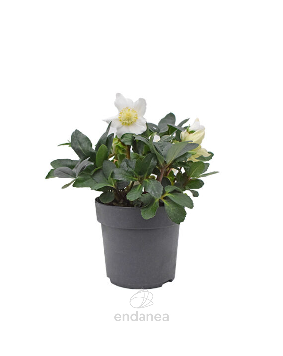 Helleborus (Eléboro) Planta de Exterior Otoño-Invierno