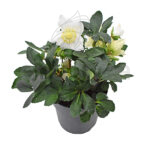 Helleborus (Eléboro) Planta de Exterior Otoño-Invierno