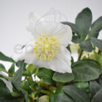 Helleborus (Eléboro) Planta de Exterior Otoño-Invierno