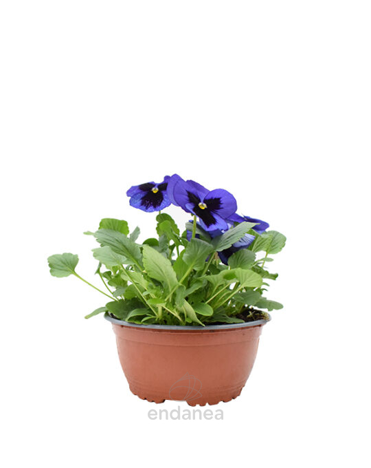 pensamiento-km0-tarrina-15cm-bicolor-azul-negro