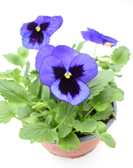 pensamiento-km0-tarrina-15cm-bicolor-azul-negro-detalle