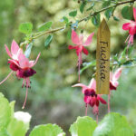 Etiquetas Madera Biotop 10cm - 15 uds