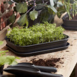 Plato Green Basics Grow Tray Saucer de Elho Medium