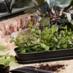 Semillero Green Basics Grow Tray de Elho Long 51 cm