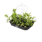 Semillero Green Basics Grow Tray de Elho Medium 36 cm