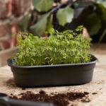 Semillero Green Basics Grow Tray de Elho Medium 36 cm