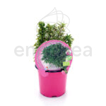 Ajedrea Planta ECO
