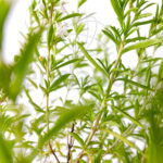 Ajedrea Planta ECO