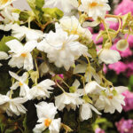 Bulbo Begonia Péndula Doble Gigante Blanco de Rocalba