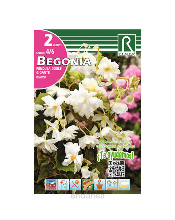 Bulbo Begonia Péndula Doble Gigante Blanco de Rocalba