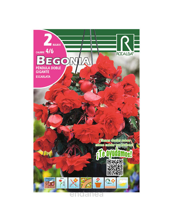 Bulbo Begonia Péndula Doble Gigante Escarlata de Rocalba