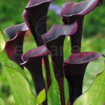Bulbo Cala Black Star de Rocalba
