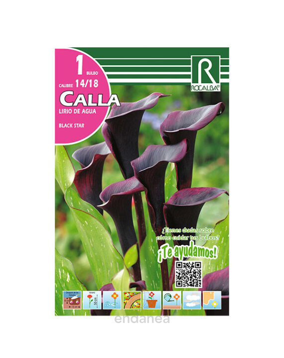 Bulbo Cala Black Star de Rocalba