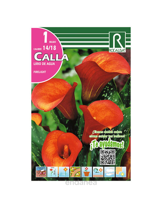 Bulbo Cala Firelight de Rocalba