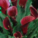 Bulbo Cala Majestic Red de Rocalba