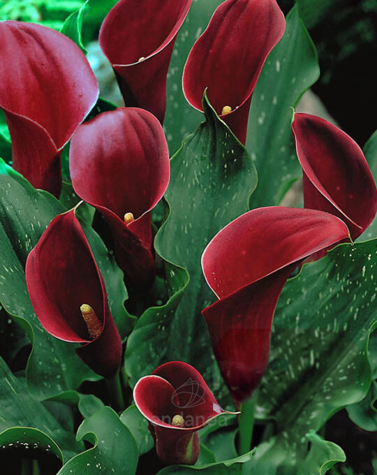 bulbo-cala-majestic-red-lirio-de-agua-flor