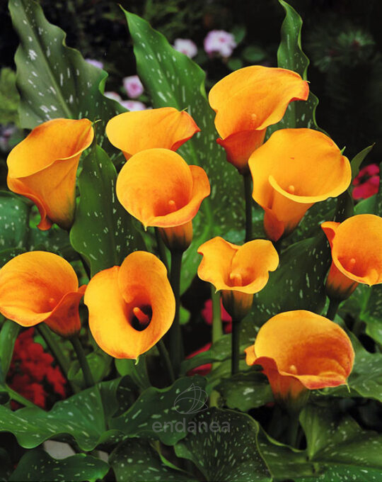 bulbo-cala-mozart-lirio-de-agua-flor