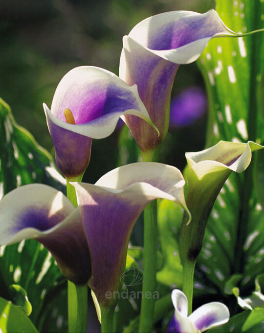 bulbo-cala-picasso-lirio-de-agua-flor