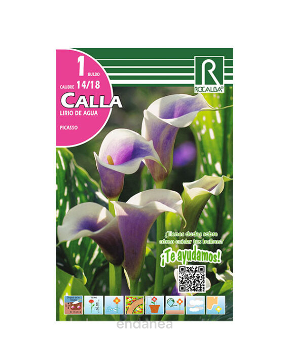 Bulbo Cala Picasso de Rocalba