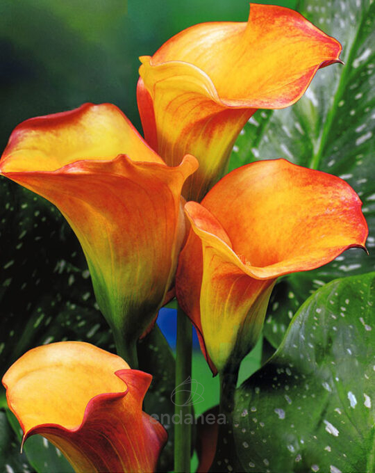 bulbo-cala-selina-lirio-de-agua-flor