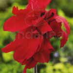 Bulbo Canna Hoja Verde Rojo de Rocalba