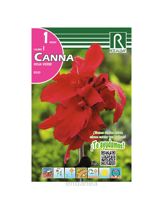 Bulbo Canna Hoja Verde Rojo de Rocalba