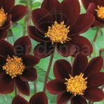 Bulbo Dahlia Mexican Star de Kapiteyn