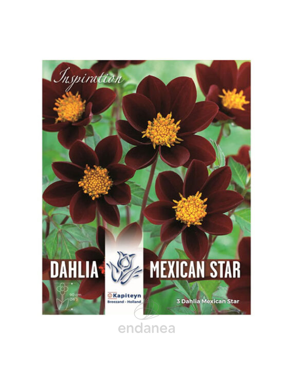 Bulbo Dahlia Mexican Star de Kapiteyn