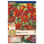 Dahlia Topmix Red de Kapiteyn