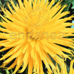 Bulbo Dalia Cactus Kennemerland de Rocalba